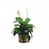 Spathiphyllum  petit